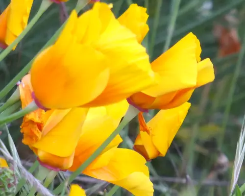 Prendre Conscience dans l’ici et maintenant